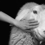 5 OltreTerra signalbilde