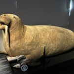 Hvalross – Havets elfenben